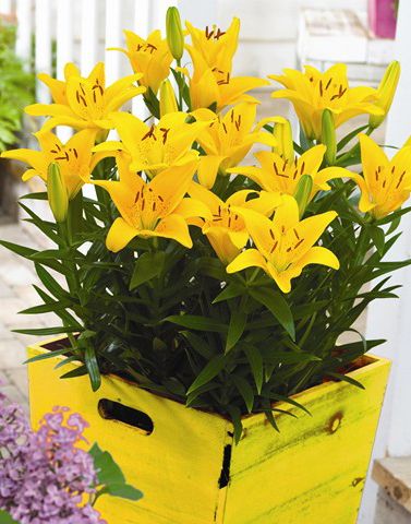 زمان کاشت پیاز لیلیوم  - فوت و فن های باغبانی